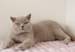 kiki cattery celje natasa vrecko info@kikicattery.info