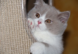 kiki cattery natasa vrecko bsh blh fife zfds