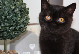 bri kiki cattery natasa vrecko FIFE ZFDS bsh