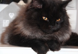 blh kiki cattery natasa vrecko zfds fife 