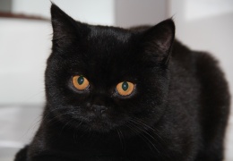 crna britanka kiki cattery natasa vrecko