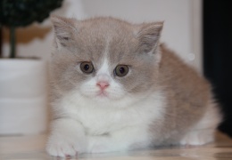 britanka kiki cattery natasa vrecko