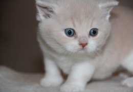 britanka natasa vrecko kiki cattery 