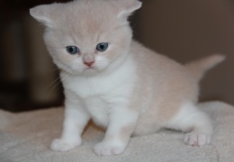 britanka kiki cattery natasa vrecko
