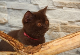 natasa vrecko ZFDS FIFE BSH BLH KIKI CATTERY