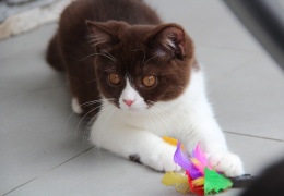 natasa vrecko ZFDS FIFE BSH BLH KIKI CATTERY