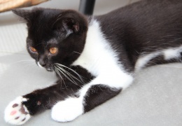 crna bicolour bri bsh blh fife zfds kiki cattery natasa vrecko