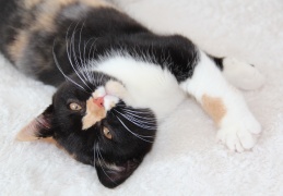 IMG 4859 vzrejalisce