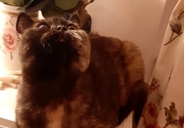 85169052 2309814072453127 5453567383027318784 n