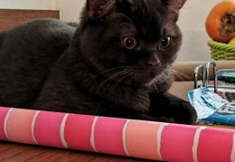 74334788 552403422251440 8020227942057508864 n