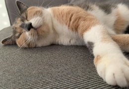 67633921 738416049945230 7038460394569990144 n