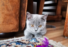 65196380 426795998177418 5012104114331451392 n